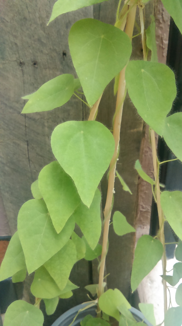 HTC Desire 610 camera HTC Desire 610 camera