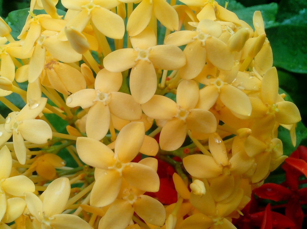 can-canh-01