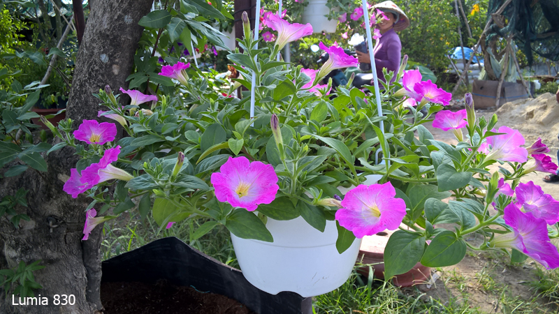 camera lumia 830 camera lumia 830