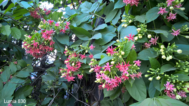 camera lumia 830 camera lumia 830