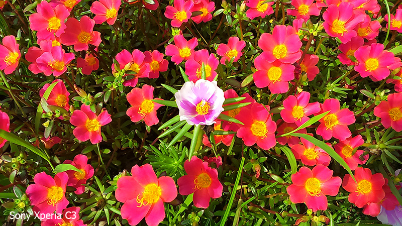 Ảnh camera Sony Xperia C3 Ảnh camera Sony Xperia C3