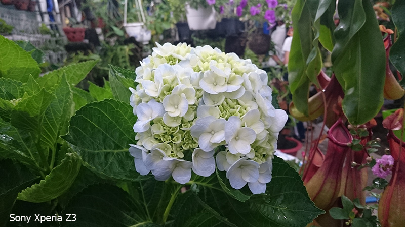 ảnh chụp từ z3 ảnh chụp từ z3