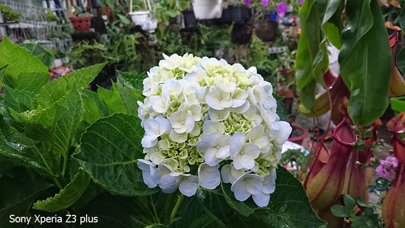 Ảnh camera Sony Z3 plus Ảnh camera Sony Z3 plus