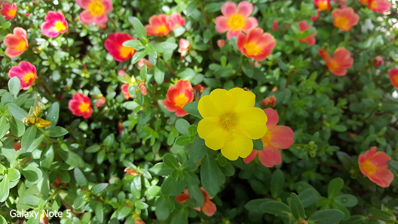 Camera Note 5