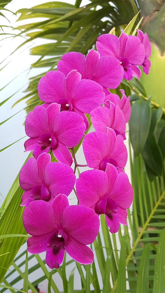 Cây cỏ Cây cỏ