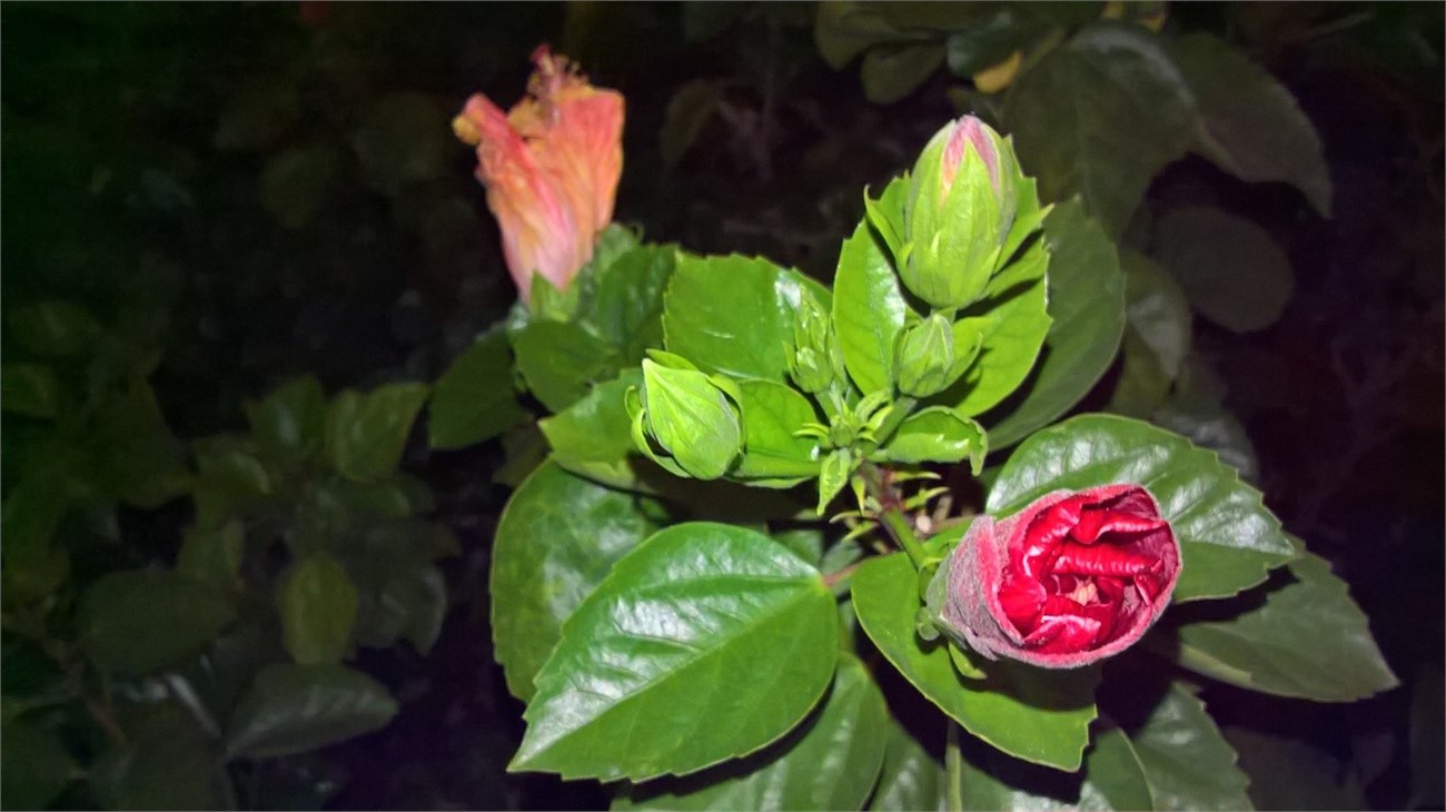 anh-chup-voi-den-flash-lumia-550