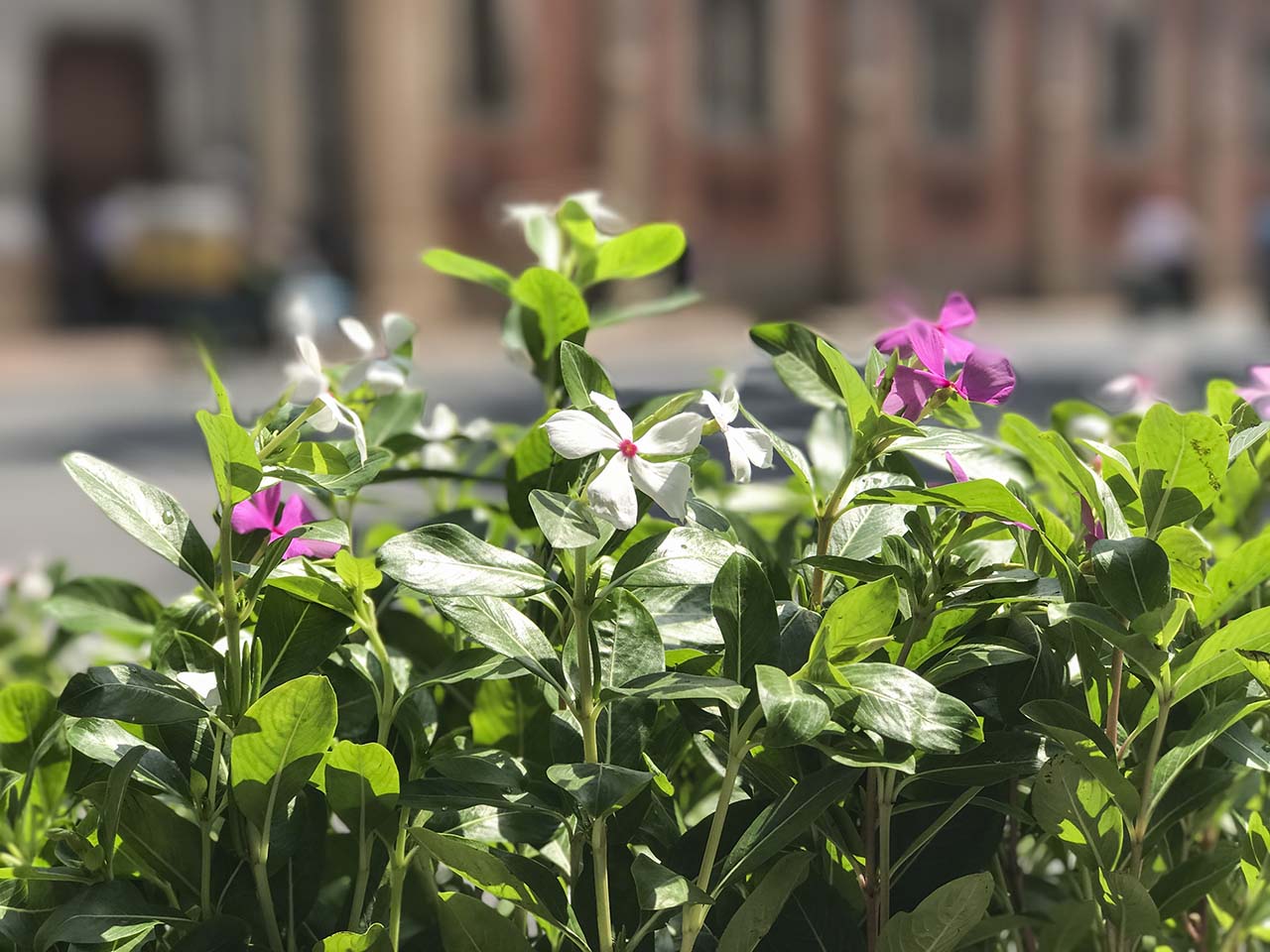 camera iphone 7 plus