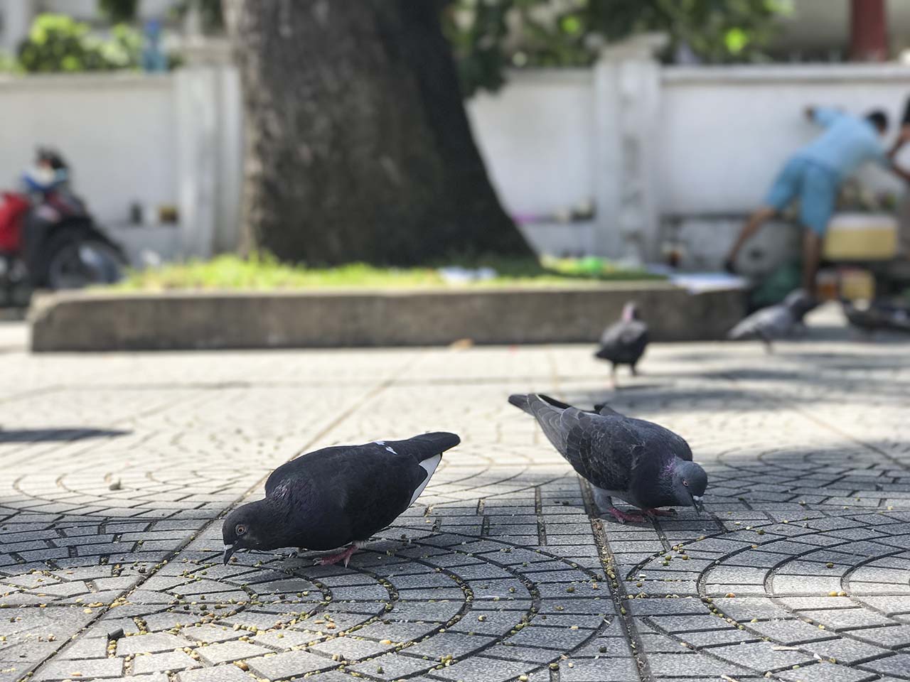 camera iphone 7 plus