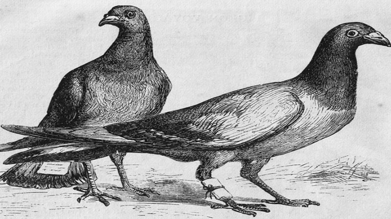 Trash Doves là bộ sticker được lên ý tưởng từ bầy chim bồ câu nhặt rác Trash Doves là bộ sticker được lên ý tưởng từ bầy chim bồ câu nhặt rác