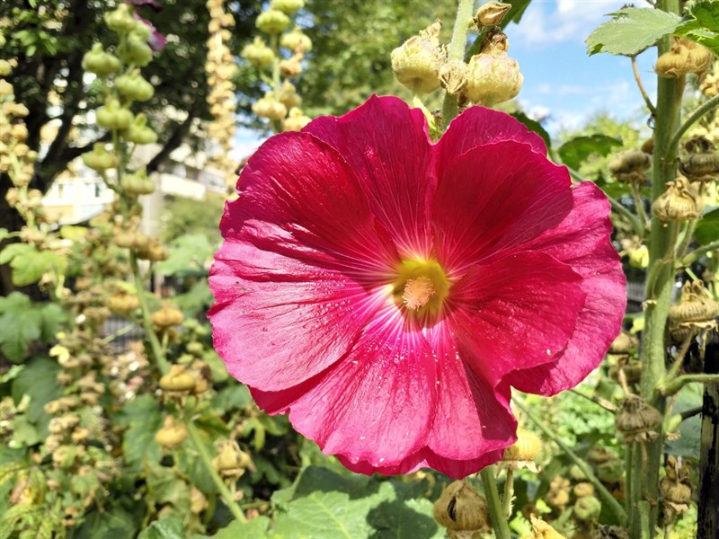 nokia-8-camera-test-flower-hdr5