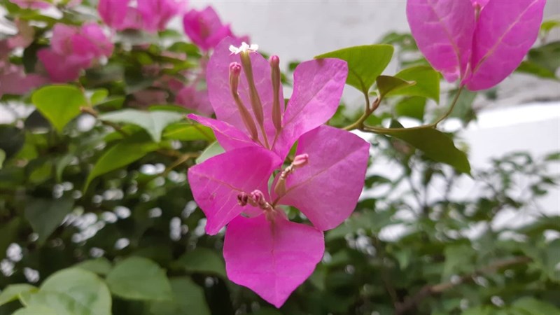 Trải nghiệm camera Galaxy A8 2018 Trải nghiệm camera Galaxy A8 2018