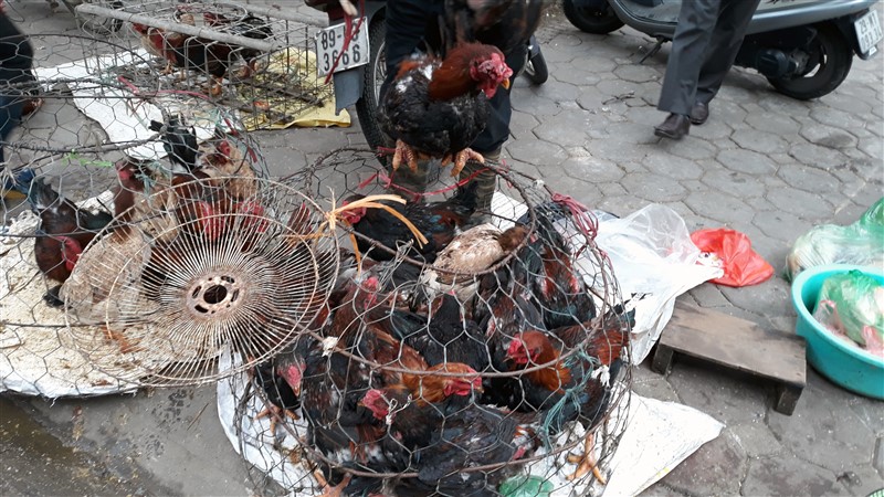 Hà Nội Hà Nội