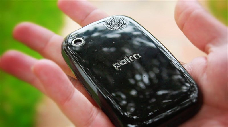 palm