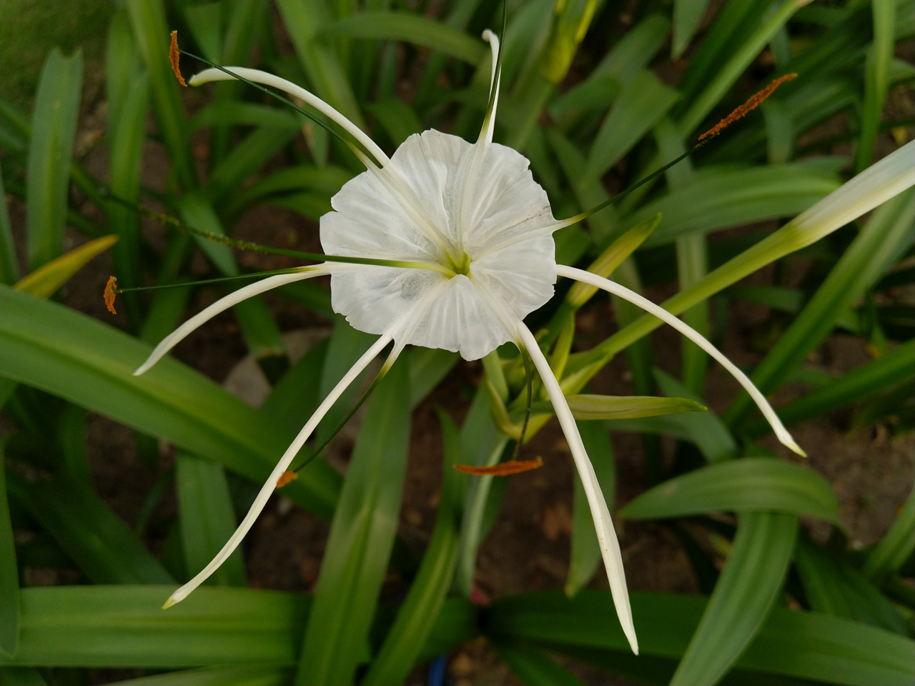 nokia7plus