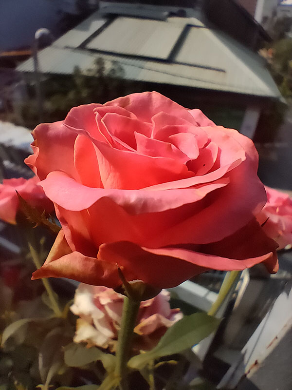 macro macro