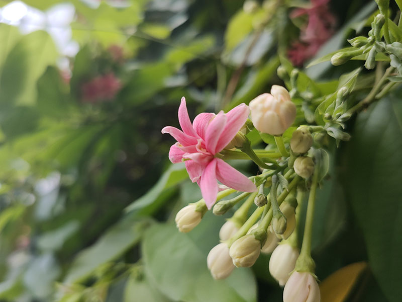 Ảnh chụp macro Ảnh chụp macro