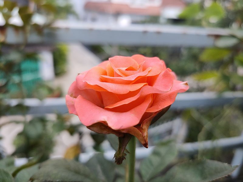 Ảnh chụp macro. Ảnh chụp macro.