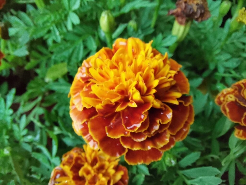 Ảnh chụp macro Ảnh chụp macro