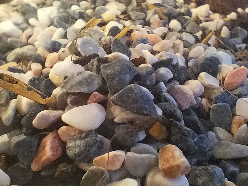 macro macro