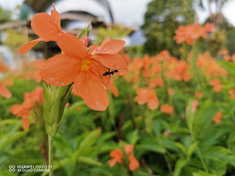 Ảnh chụp cận cảnh thông qua camera macro 2 MP trên Huawei Nova 5T