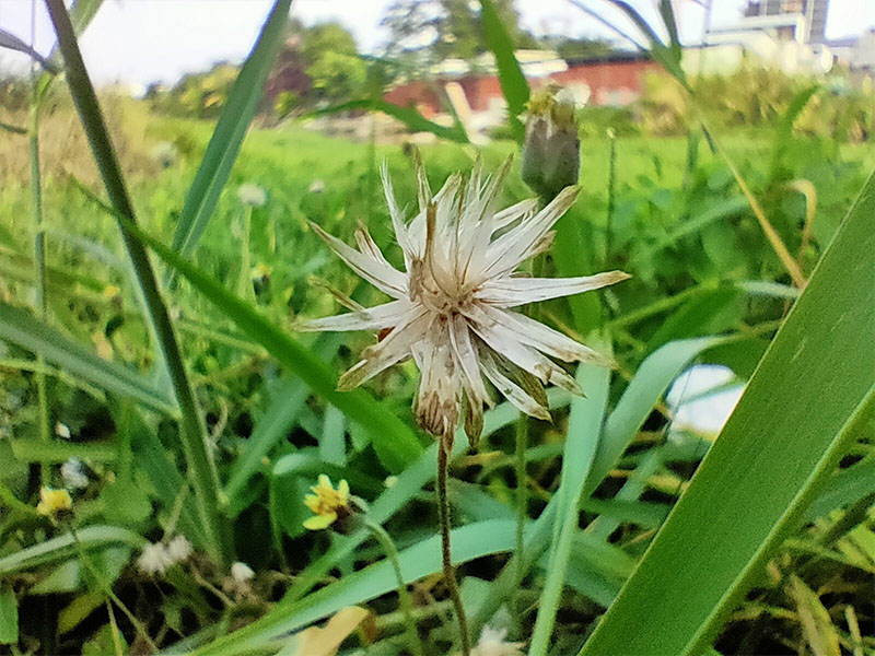 cảnh 4