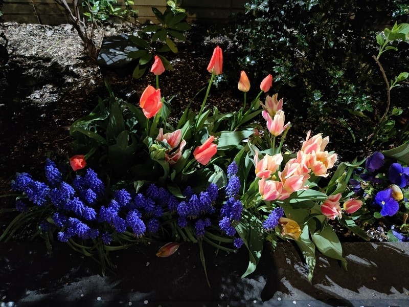 camera OnePlus 8 camera OnePlus 8