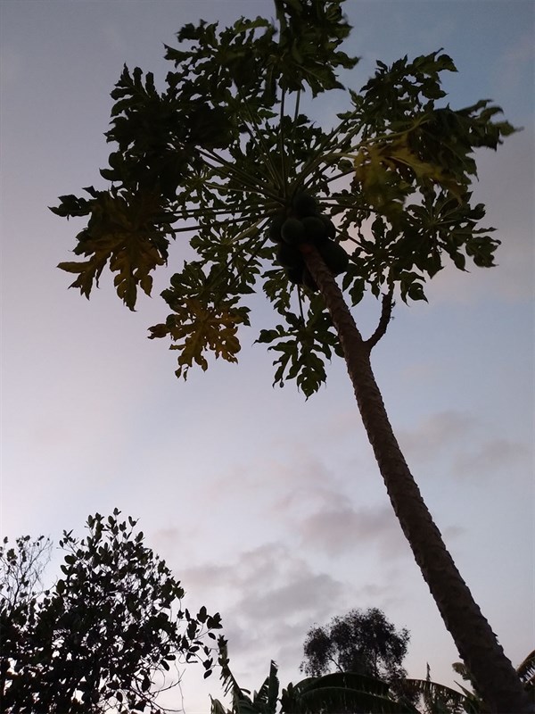 a1 a1