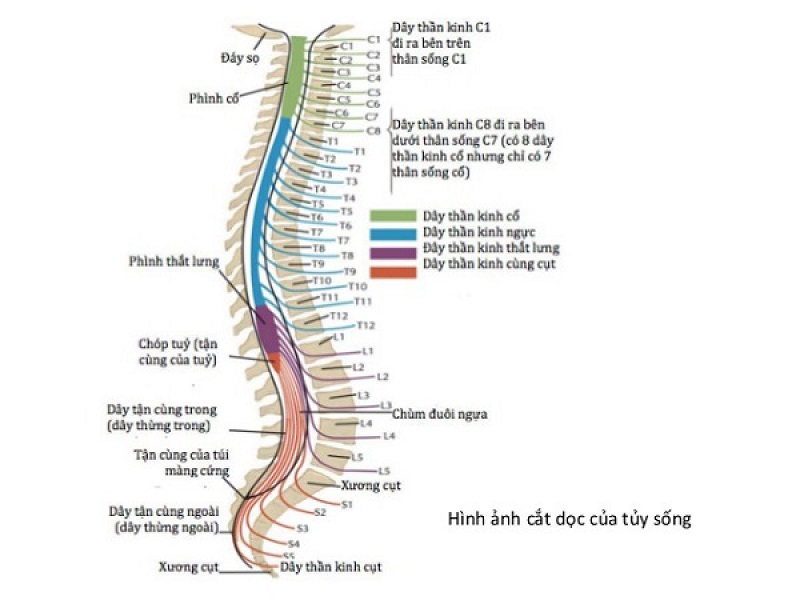 tủy sống tủy sống