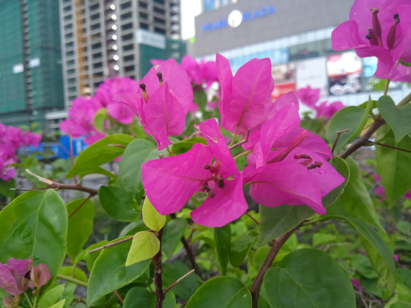 Camera Xiaomi Redmi 9A