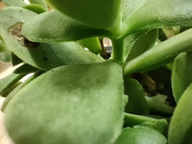 realme x3 superzoom macro realme x3 superzoom macro