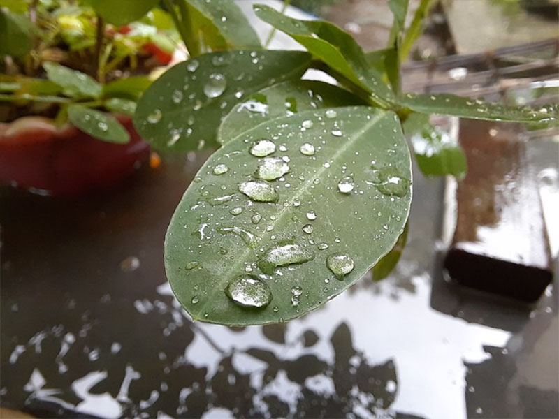 Ảnh chụp bằng camera macro 5 MP Ảnh chụp bằng camera macro 5 MP