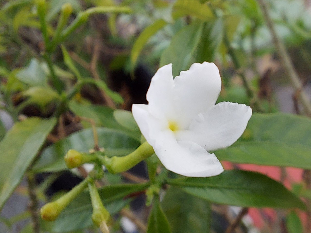 Ảnh chụp bằng camera macro của Galaxy M51