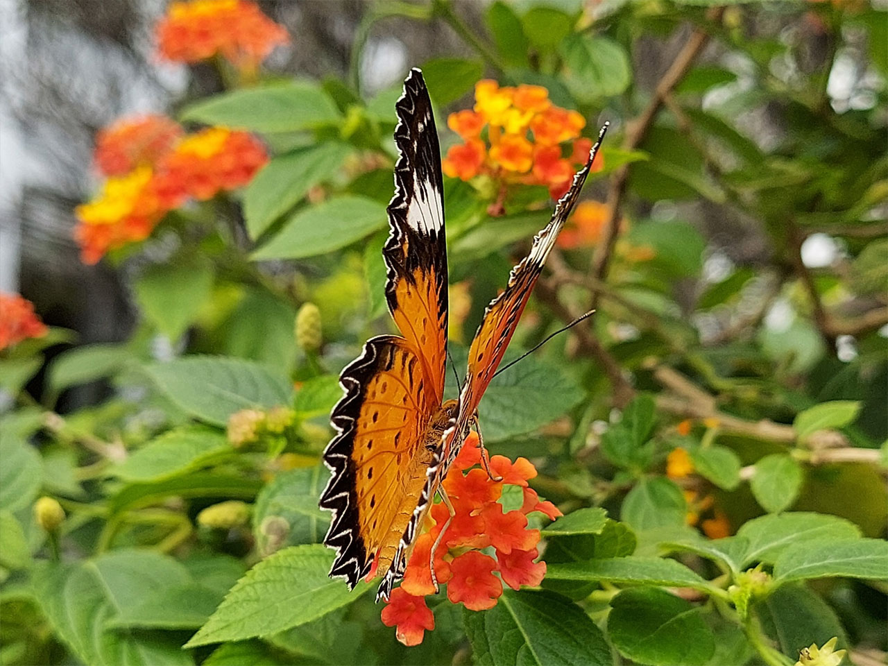 Ảnh chụp bằng camera macro của Galaxy M51