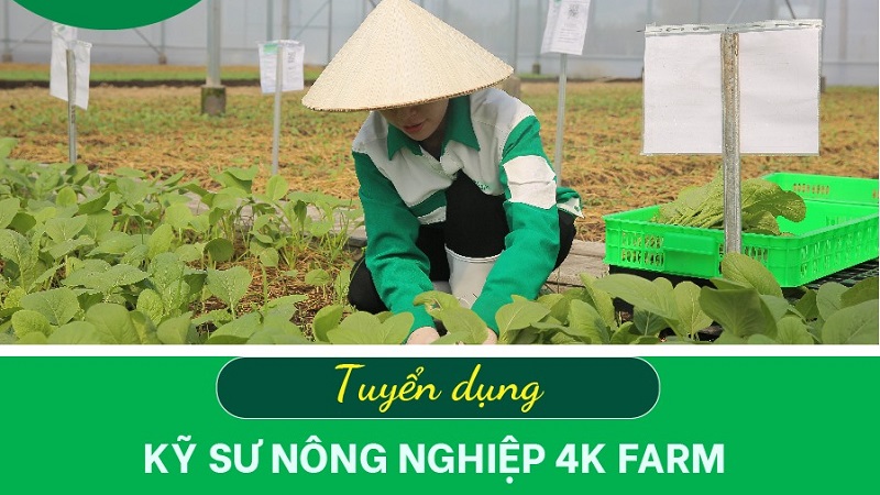 Bách Hóa Xanh tuyển dụng Kỹ Sư Nông Nghiệp 4K Farm Bách Hóa Xanh Bách Hóa Xanh tuyển dụng Kỹ Sư Nông Nghiệp 4K Farm Bách Hóa Xanh