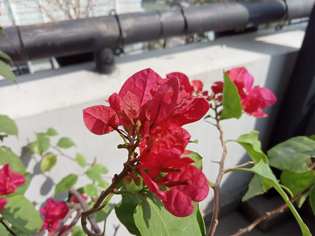 Ảnh chụp bằng OPPO A15