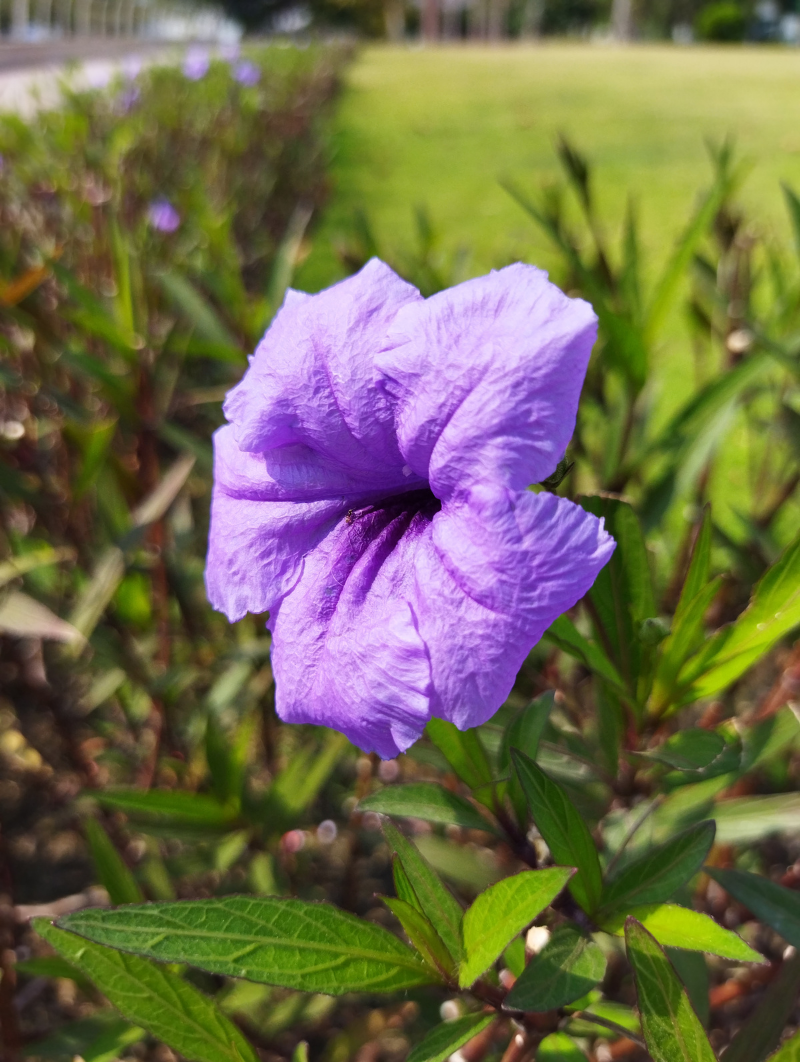 Chụp ảnh macro điều kiện đầy đủ sáng trên Redmi 9T. Chụp ảnh macro điều kiện đầy đủ sáng trên Redmi 9T.
