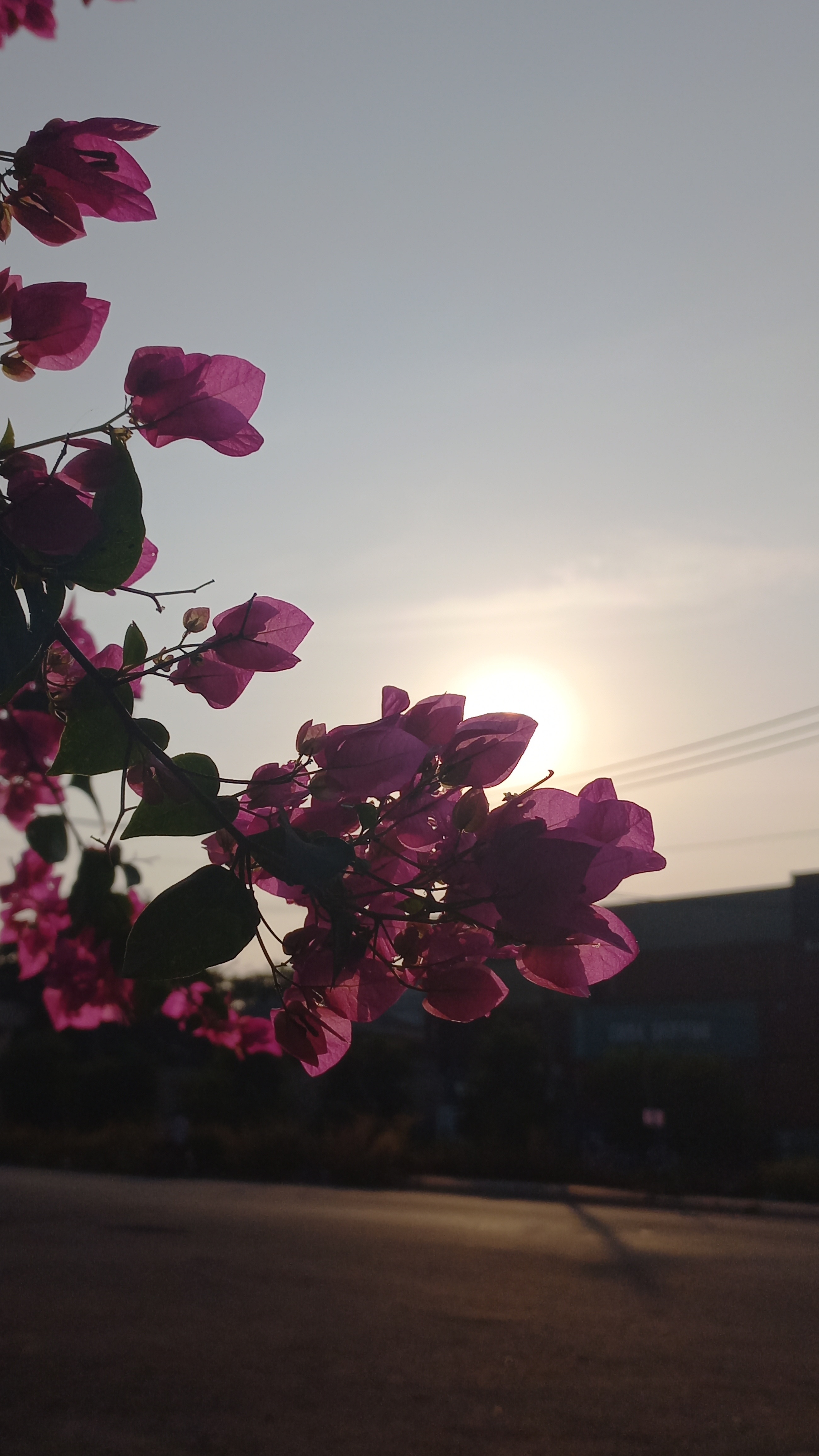 Ảnh chụp trong điều kiện ngược sáng. Ảnh chụp trong điều kiện ngược sáng.