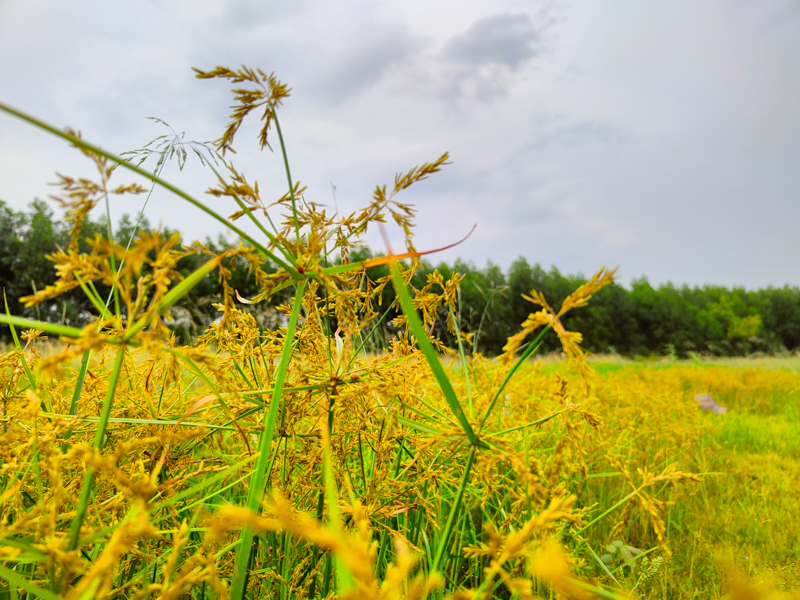 Đánh giá camera Realme 8 Pro