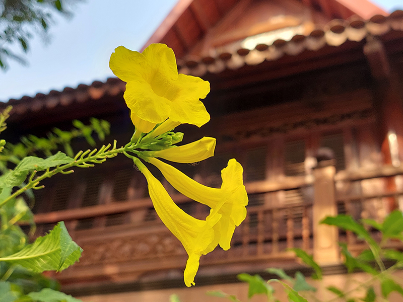 Ảnh chụp bằng camera xoá phông A52 Ảnh chụp bằng camera xoá phông A52