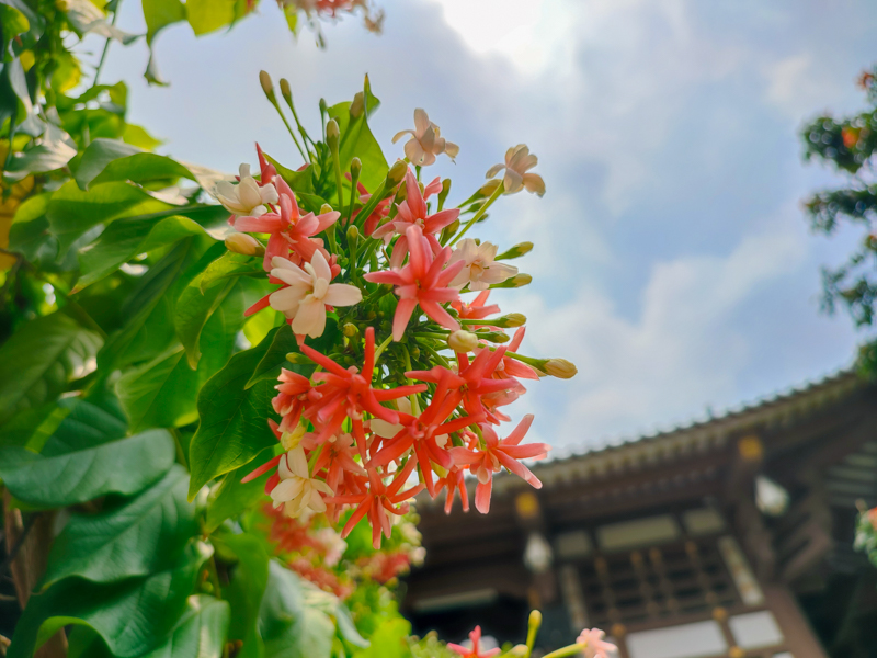 Ảnh chụp bằng camera xoá phông Redmi Note 10 Pro Ảnh chụp bằng camera xoá phông Redmi Note 10 Pro