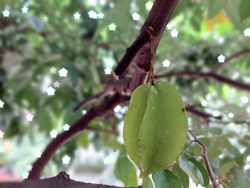 Các bạn có thấy các hiệu ứng bokeh hình ngôi sao ở phía sau trái khế hay không?