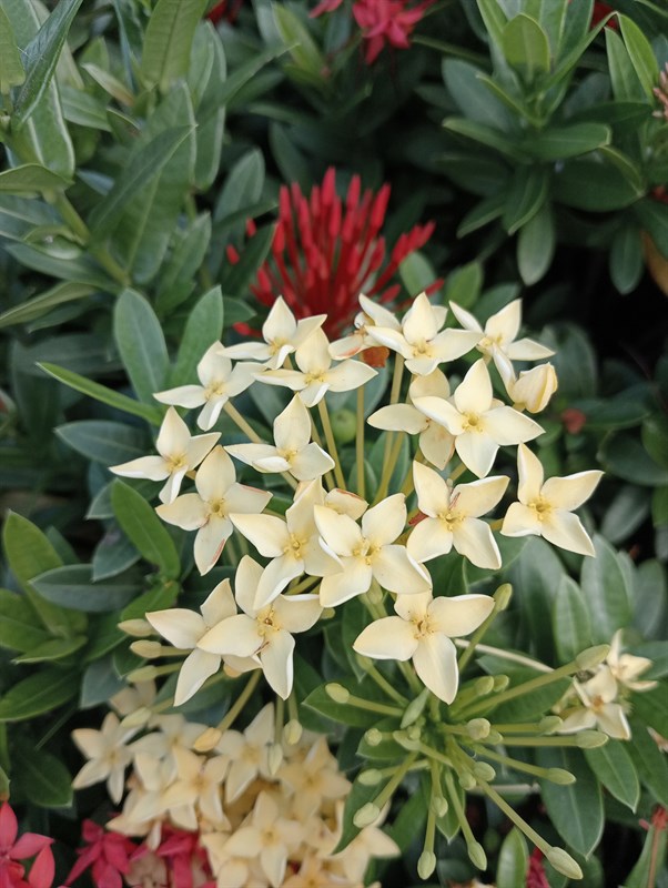 oppo_a55 oppo_a55