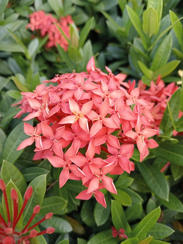 oppo_a55 oppo_a55