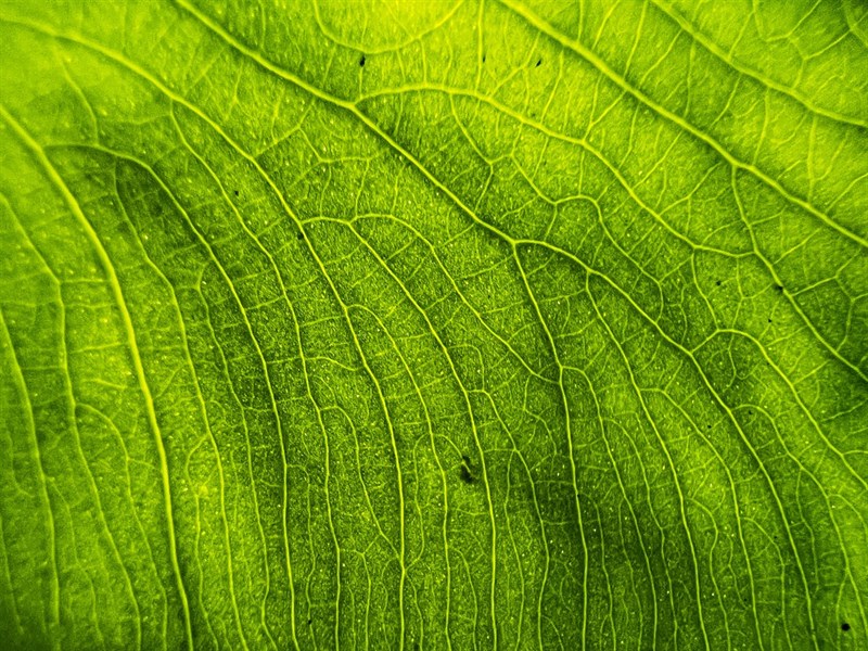 Ảnh chụp macro từ camera iPhone 13 Pro Max. Ảnh chụp macro từ camera iPhone 13 Pro Max.