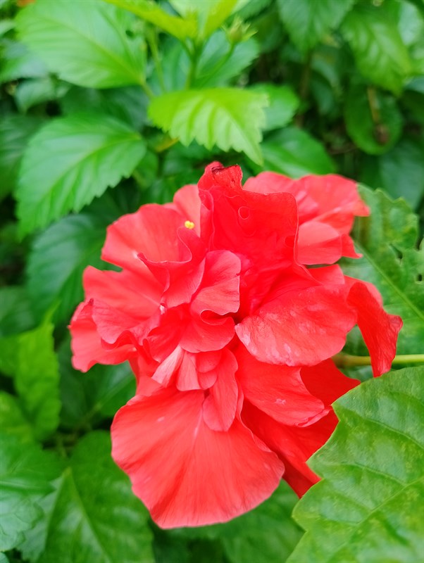 Ảnh chụp bằng camera macro của Realme C25Y Ảnh chụp bằng camera macro của Realme C25Y
