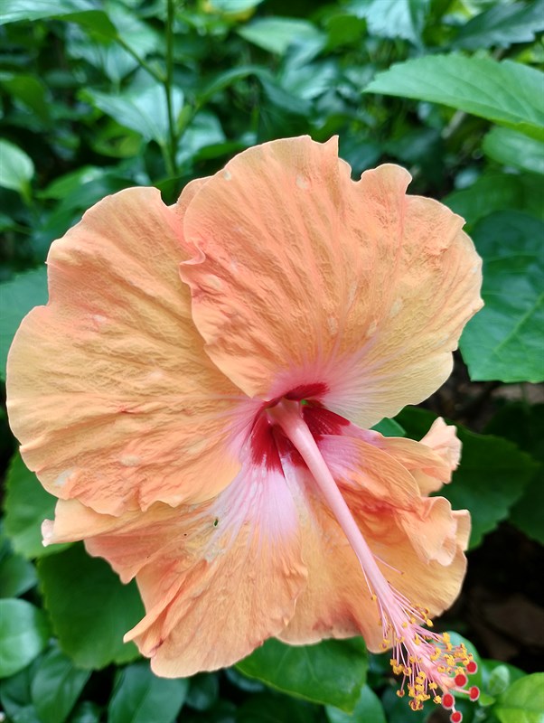 Ảnh chụp bằng camera macro của Realme C25Y Ảnh chụp bằng camera macro của Realme C25Y