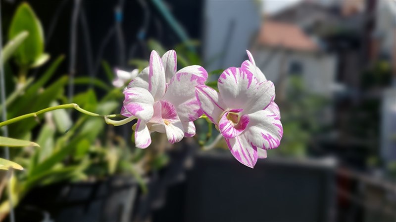 Cành hoa lan được hiện lên nổi bật khi chụp ở chế độ xóa phông.