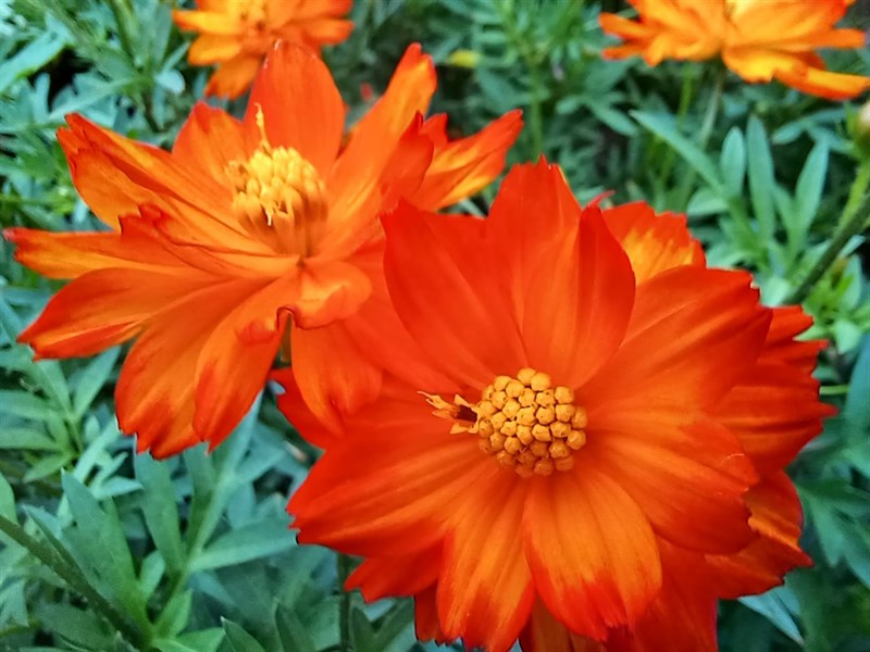 Ảnh chụp bằng camera macro của Galaxy M53 5G Ảnh chụp bằng camera macro của Galaxy M53 5G