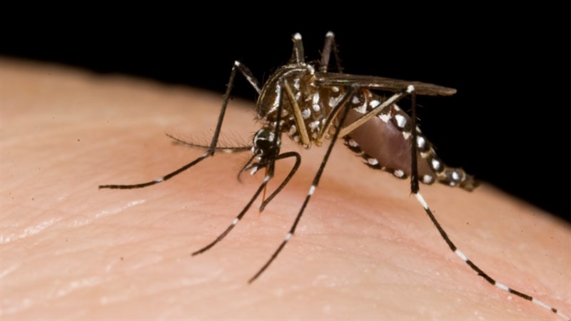 Sốt xuất huyết là do virus Dengue gây ra. Nguồn: ASEAN Today. Sốt xuất huyết là do virus Dengue gây ra. Nguồn: ASEAN Today.
