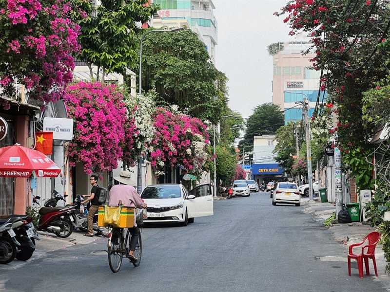 Từ trước Tết thì hoa giấy đã bắt đầu nở rộ. Đến bây giờ là tháng 4 thì giàn hoa giấy vẫn đương độ khoe sắc.